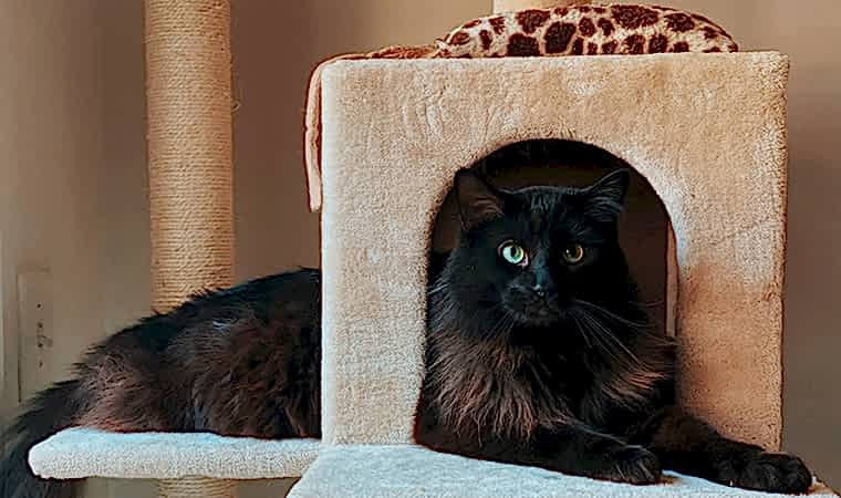 Ahşap Kedi Oyun Evleri Nedir?