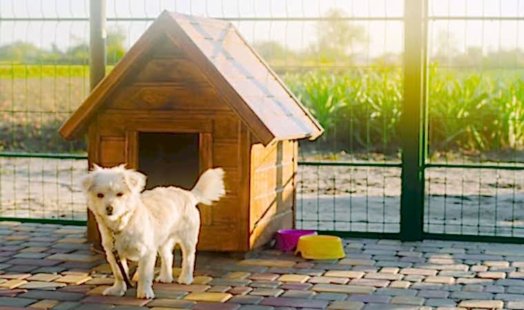 Ahşap Köpek Evinin Bakımı Nasıl Olmalıdır?