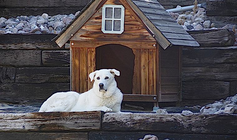 Ahşap Köpek Evleri: Patili Dostlarımız İçin Yuvalar