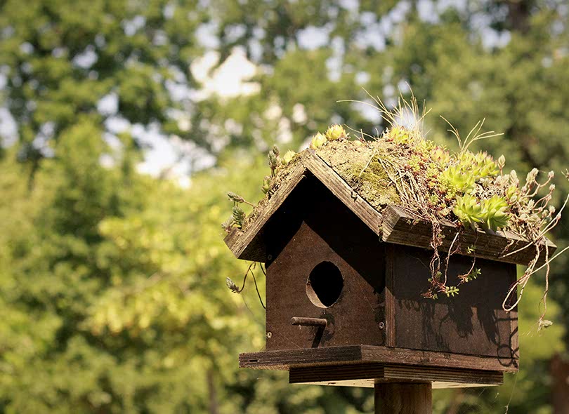 Kanatlı Ahşap Hayvan Kulübeleri